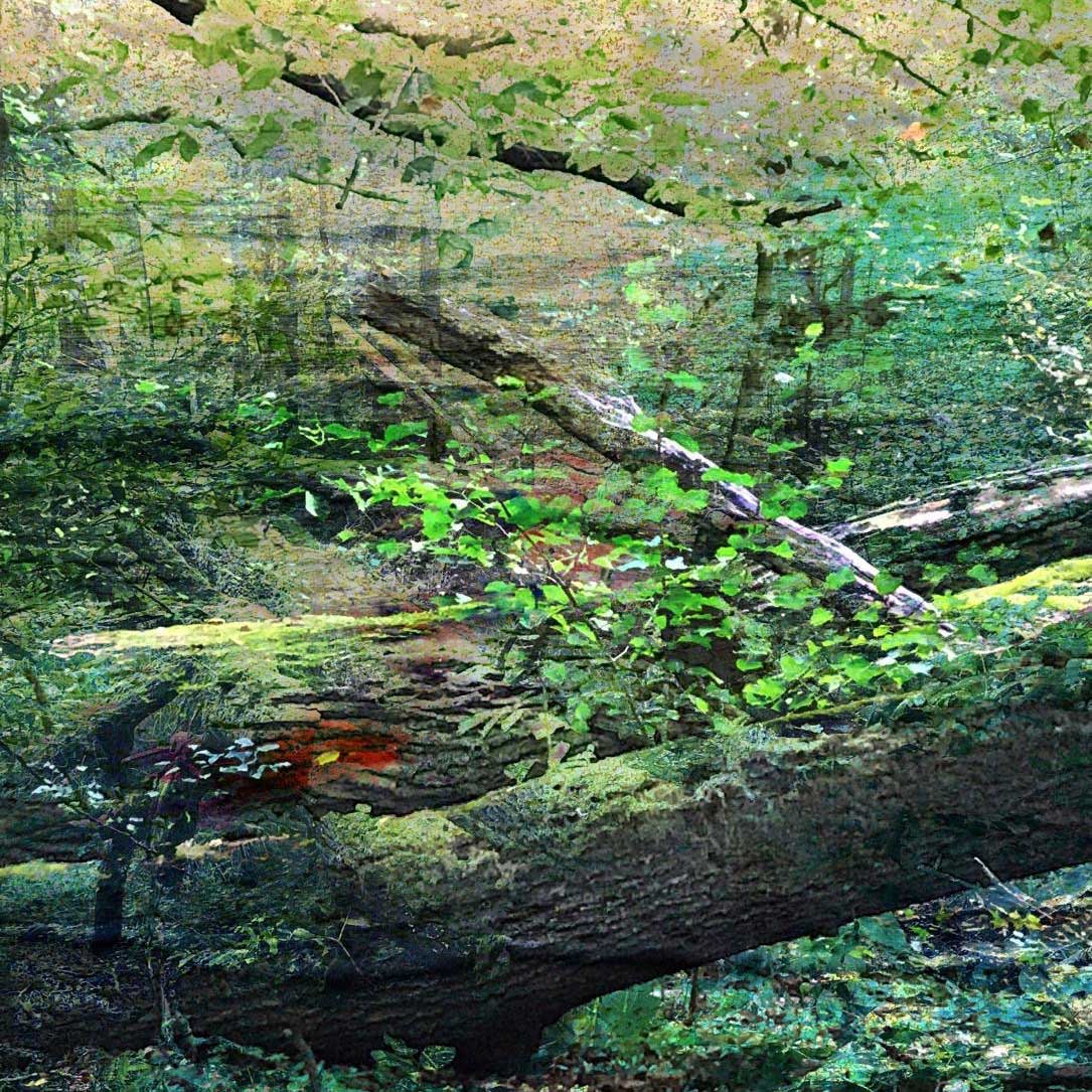 Chlorophyllwald
